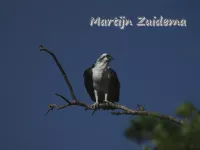 Visarenden [Pandionidae]